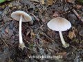 Volvariella murinella-amf1931-1